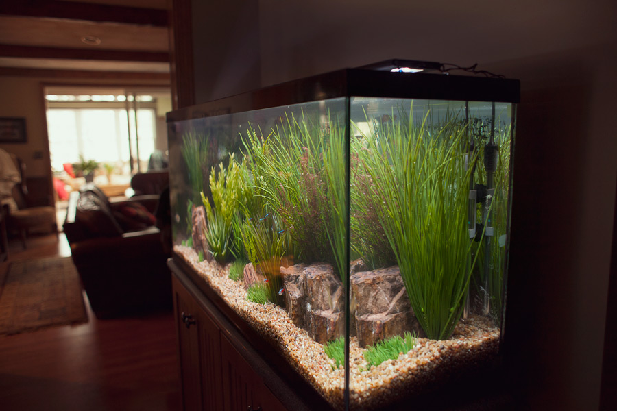 Freshwater Aquarium